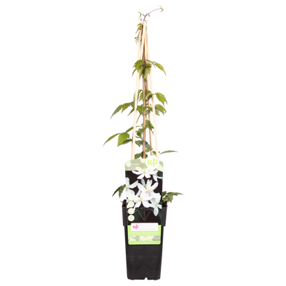 Clematis Montana 'Grandiflora' - 65cm - Ø15 - Pflanzfix24.de - Pflanzfix24.de