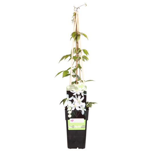 Clematis Montana 'Grandiflora' - 65cm - Ø15 - Pflanzfix24.de - Pflanzfix24.de
