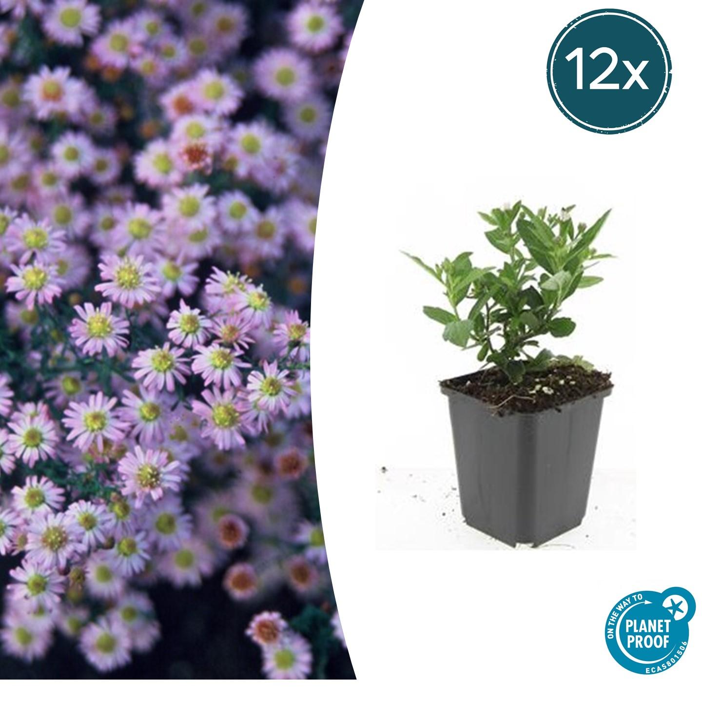 12x Aster ageratoides 'Stardust' – Weiße Herbstaster mit gelbem Zentrum | Pflanzfix24.de - Pflanzfix24.de