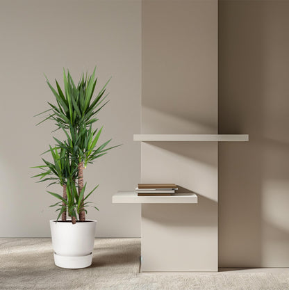 Yucca Elephantipes 180 cm – Pflanzfix24.de - Pflanzfix24.de