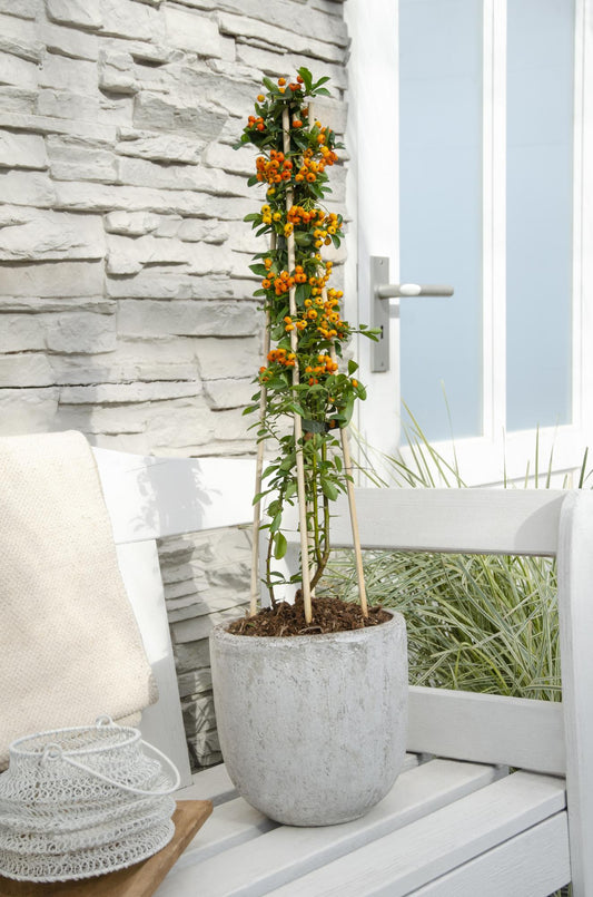 4x - Pyracantha 'Orange Glow' - Pflanzfix24.de - Pflanzfix24.de