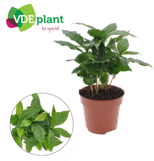 Coffea Arabica - Ø12cm - ↕30cm bei Pflanzfix24.de - Pflanzfix24.de