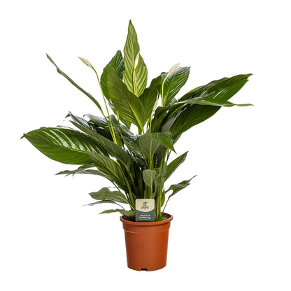 Friedenslilie Spathiphyllum Bingo Cupido – ca. 80 cm | Pflanzfix24.de - Pflanzfix24.de