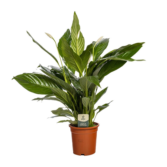 Friedenslilie Spathiphyllum Bingo Cupido – ca. 80 cm | Pflanzfix24.de - Pflanzfix24.de