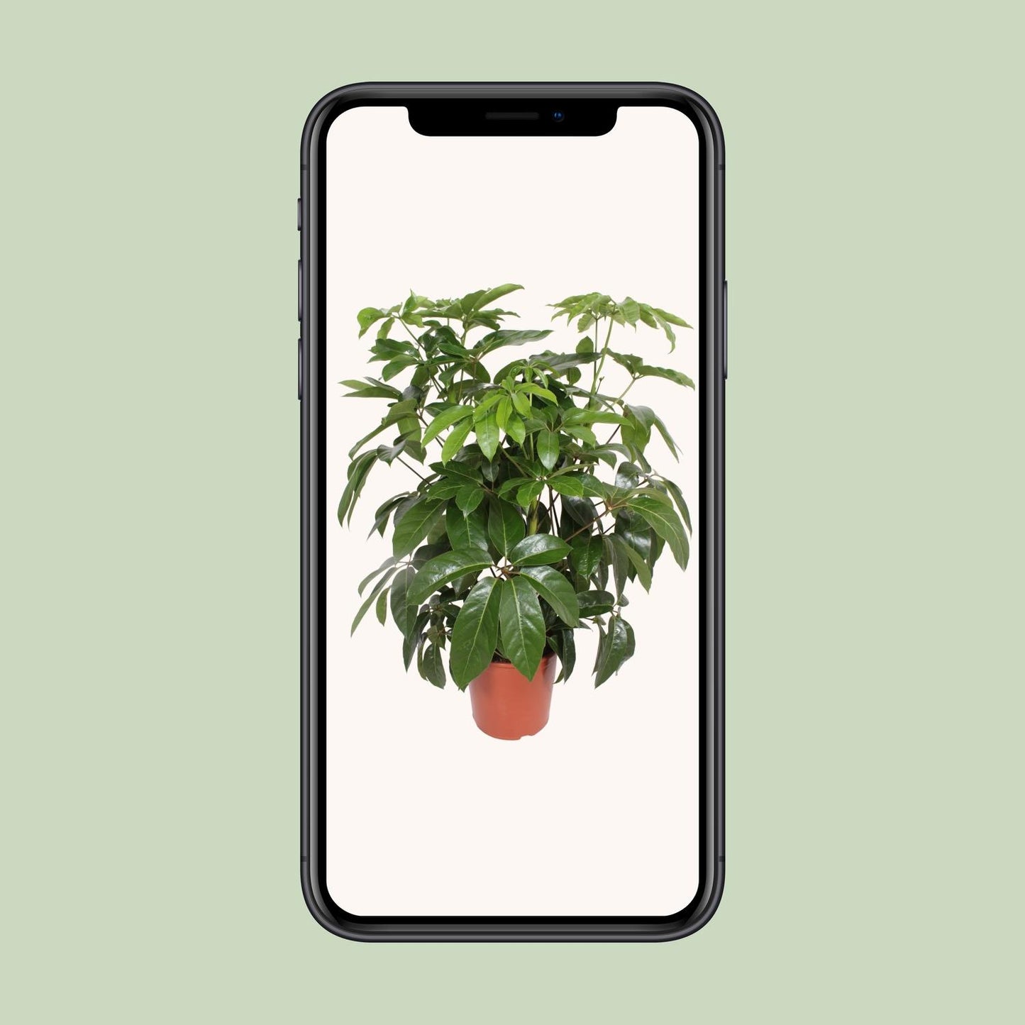 Schefflera Actinophylla Amate - Ø30cm - ↕120cm von Pflanzfix24