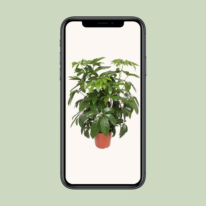Schefflera Actinophylla Amate - Ø30cm - ↕120cm von Pflanzfix24