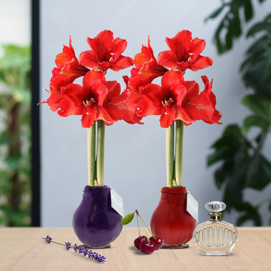 No Water Flowers® (wax amaryllis) | Parfumz Mix (2 pack) + Red flower - Pflanzfix24