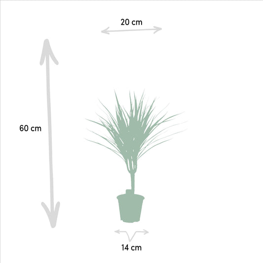 Dracaena Marginata - Ø14cm - ↕60cm - Pflanzfix24
