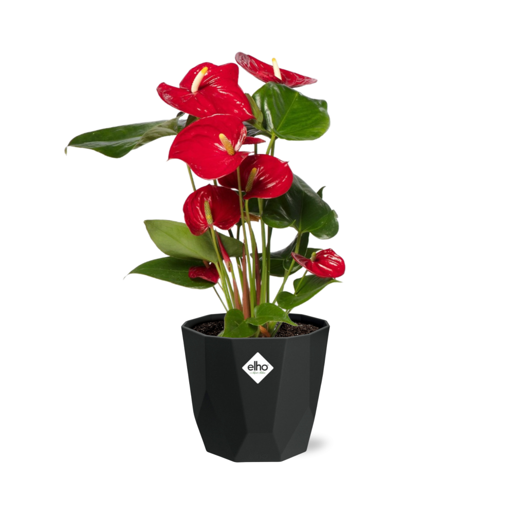 Anthurium Red 12cm in 14cm b.for rock living black - Pflanzfix24