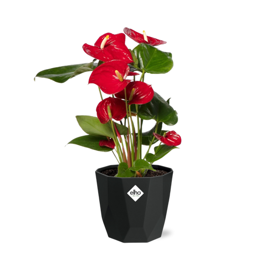 Anthurium Red 12cm in 14cm b.for rock living black - Pflanzfix24