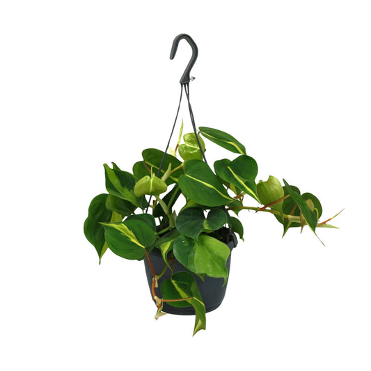 Philodendron Scandens Brasil 35cm Ø15cm – Zimmerpflanze | Pflanzfix24.de - Pflanzfix24.de