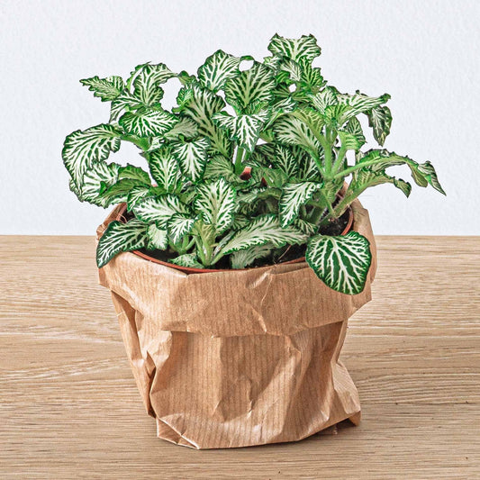 Planten Terrarium Pakket - 5 Pflanzen - DIY - Pflanzfix24