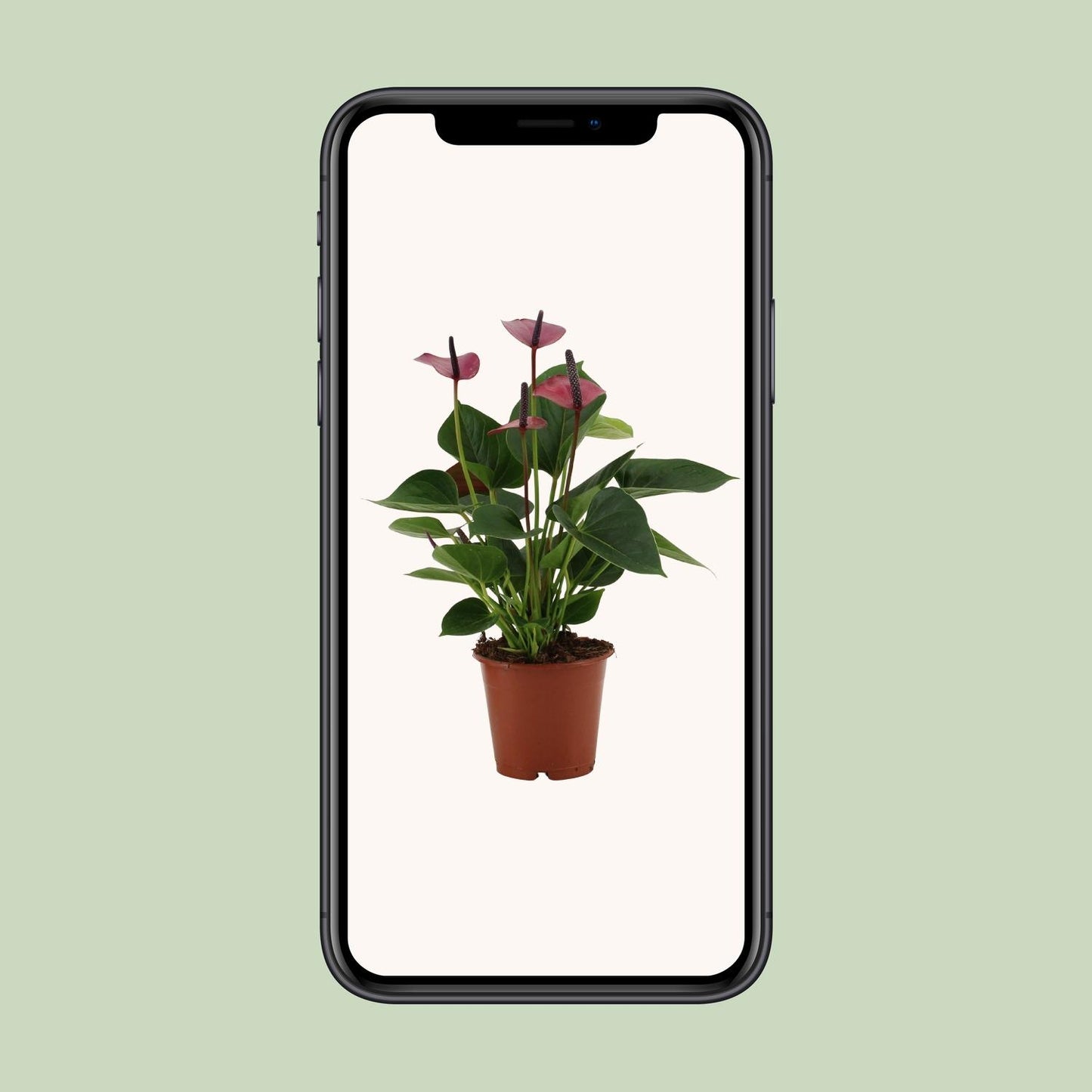 Anthurium Baby Purple In Transparant Sleeve - Ø12cm - ↕36cm - Pflanzfix24