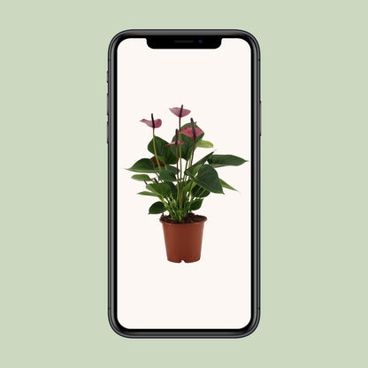 Anthurium Baby Purple In Transparant Sleeve - Ø12cm - ↕36cm - Pflanzfix24