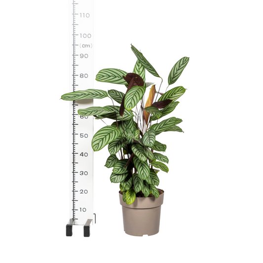 Calathea Oppenheimiana Ø24cm - ↕80 - 100cm - Pflanzfix24