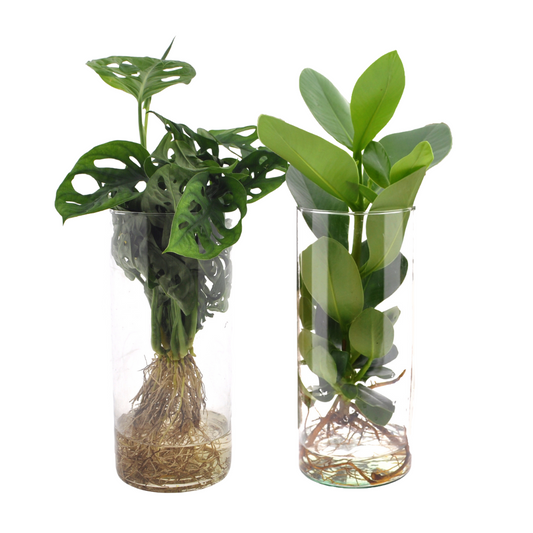 Cylinder Glas Duo Monstera & Clusia Ø12cm – Pflanzfix24
