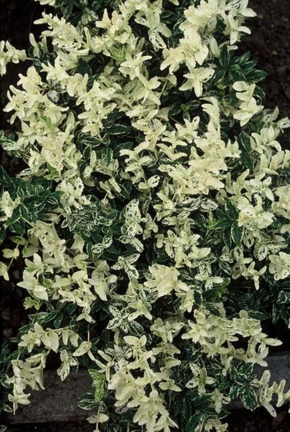 20x Euonymus fort. 'Harlequin' - Dekorativer Gartenbodenbelag von Pflanzfix24.de - ↕10-25cm - Ø9cm - Pflanzfix24.de