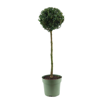 Buxus Semp. Mono-Ball - Ø23cm - ↕85cm - Pflanzfix24
