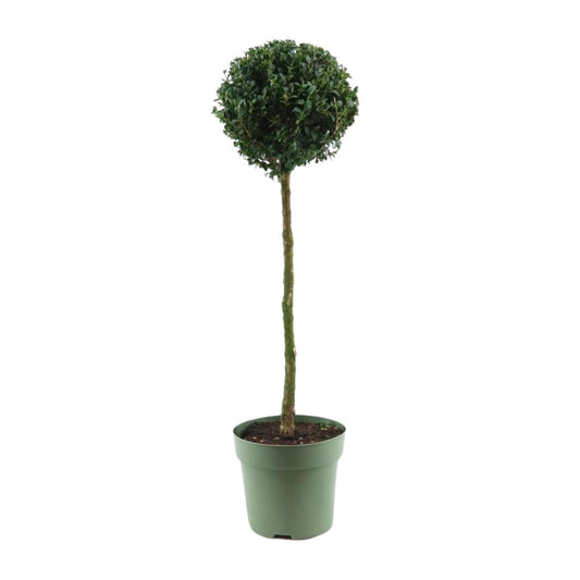 Buxus Semp. Mono-Ball - Ø23cm - ↕85cm - Pflanzfix24