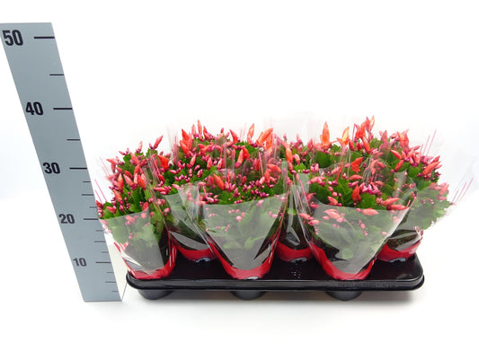 Schlumbergera 10.5 Cm ROOD - Ø10,5cm - ↕30cm - Pflanzfix24