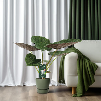 Alocasia Wentii - Elefantenohr - Ø19cm - ↕70cm - Pflanzfix24.de - Pflanzfix24.de
