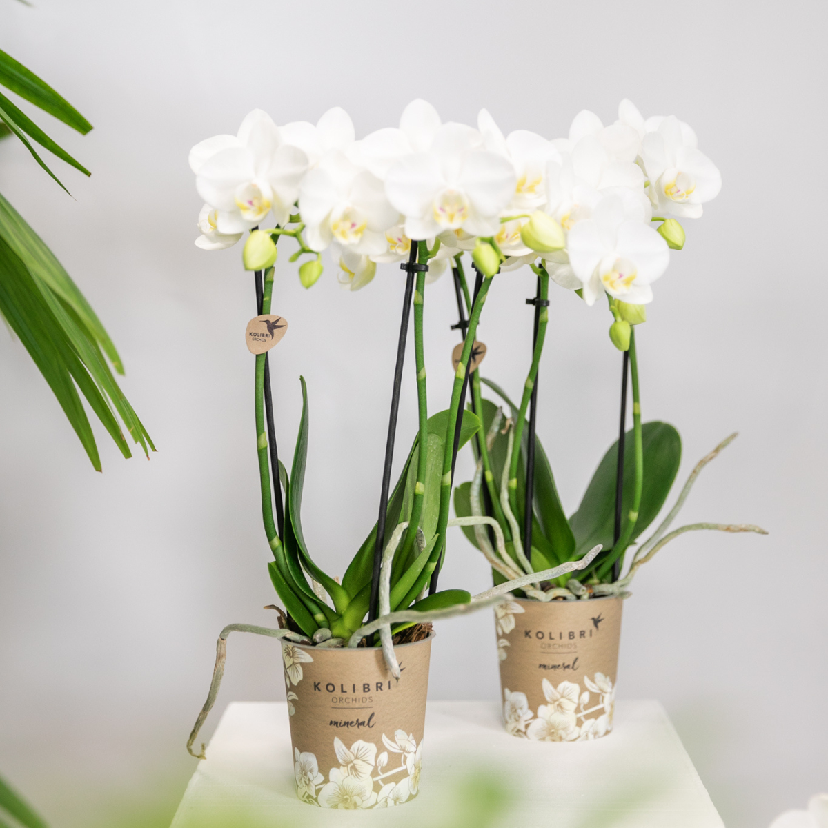 2er Set Phalaenopsis Amabilis Weiß Ø9cm – Combi Deal | Pflanzfix24.de - Pflanzfix24.de