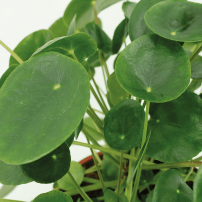 2x Pilea Peperomiodes - Pfannkuchenpflanze - 25cm - ø15 - Pflanzfix24