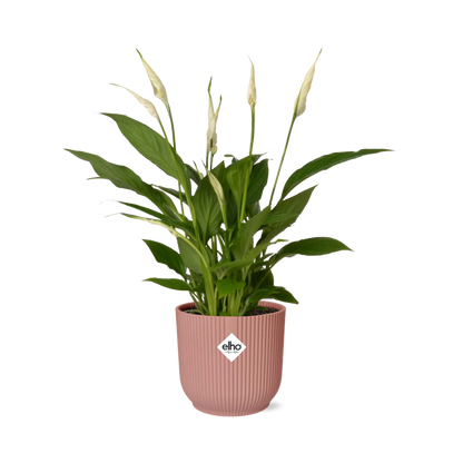 Friedenslilie Spathiphyllum Torelli 12 cm im ELHO Vibes Fold Topf | Pflanzfix24