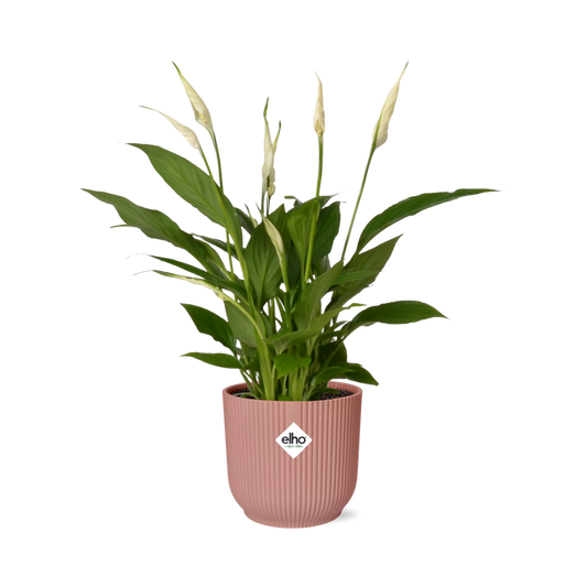 Friedenslilie Spathiphyllum Torelli 12 cm im ELHO Vibes Fold Topf | Pflanzfix24