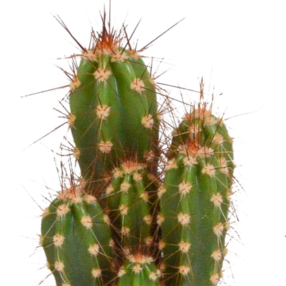 Kakteenmischung 5,5 cm - 5x - zonder pot - Pflanzfix24.de - Pflanzfix24.de