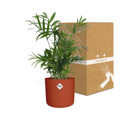 Chamaedorea in ELHO b.for soft rond 14cm brique - Pflanzfix24