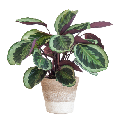 Calathea Medaillon mit weißem Lissabon-Korb - Pflanzfix24.de - Pflanzfix24.de