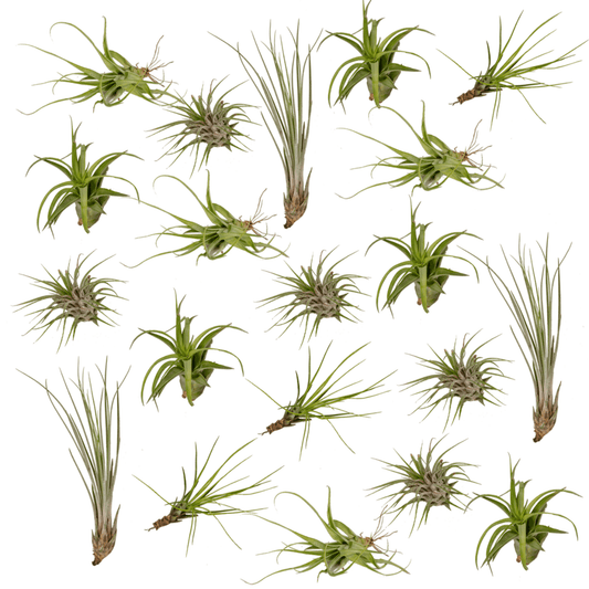 Tillandsia Air Mix - 20 Stück - 6cm - ø6 - Pflanzfix24