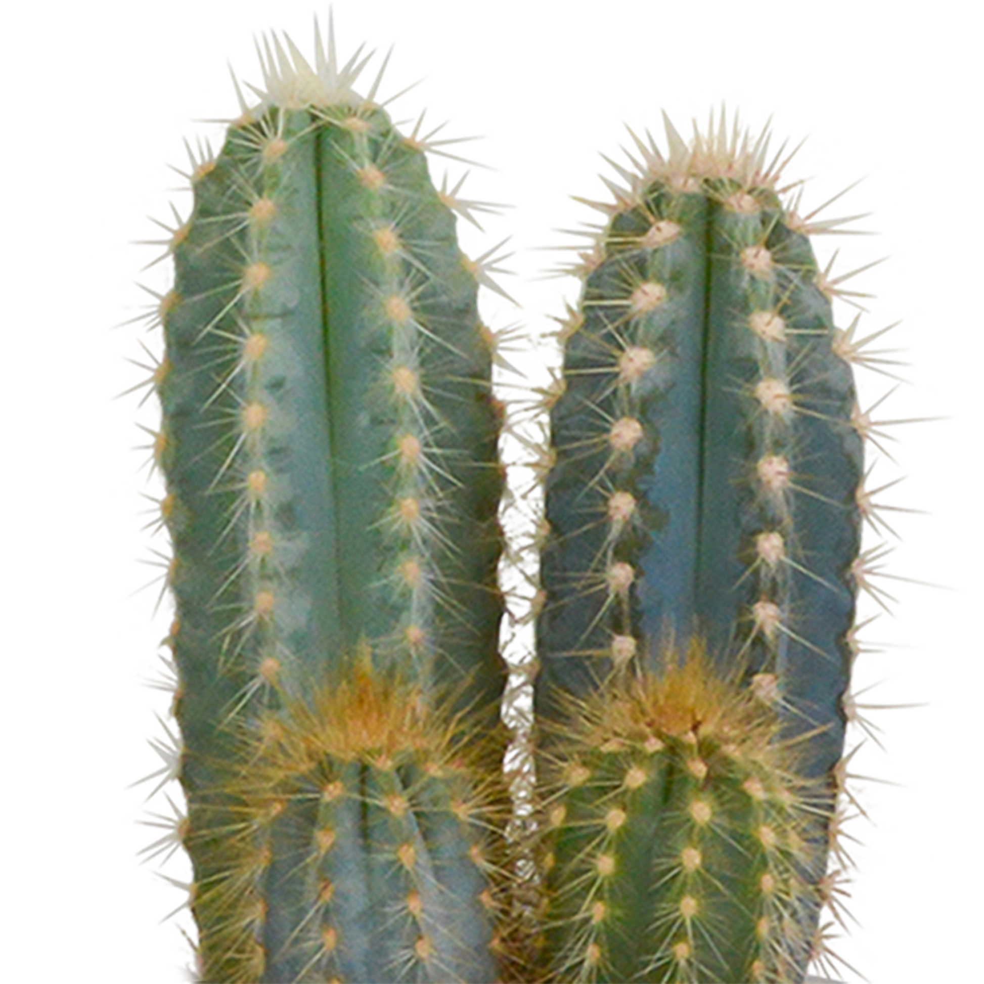 Kakteenmischung 8,5 cm - 3x - in witte pot von Pflanzfix24.de - Pflanzfix24.de