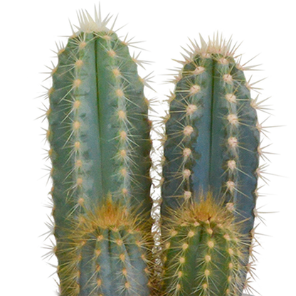 Kakteenmischung 8,5 cm - 3x - in witte pot von Pflanzfix24.de - Pflanzfix24.de