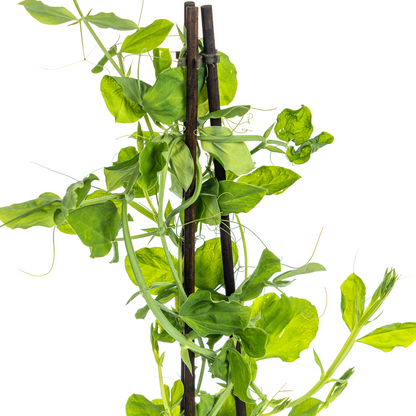 4x Lathyrus odoratus Ø13 cm - ↕60 cm bei Pflanzfix24