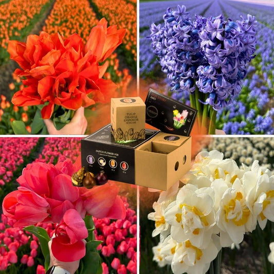 Flowerbulbs Amsterdam - Dutch Flower Mix - Luxusbox mittel, 40 Blumenzwiebeln - Pflanzfix24