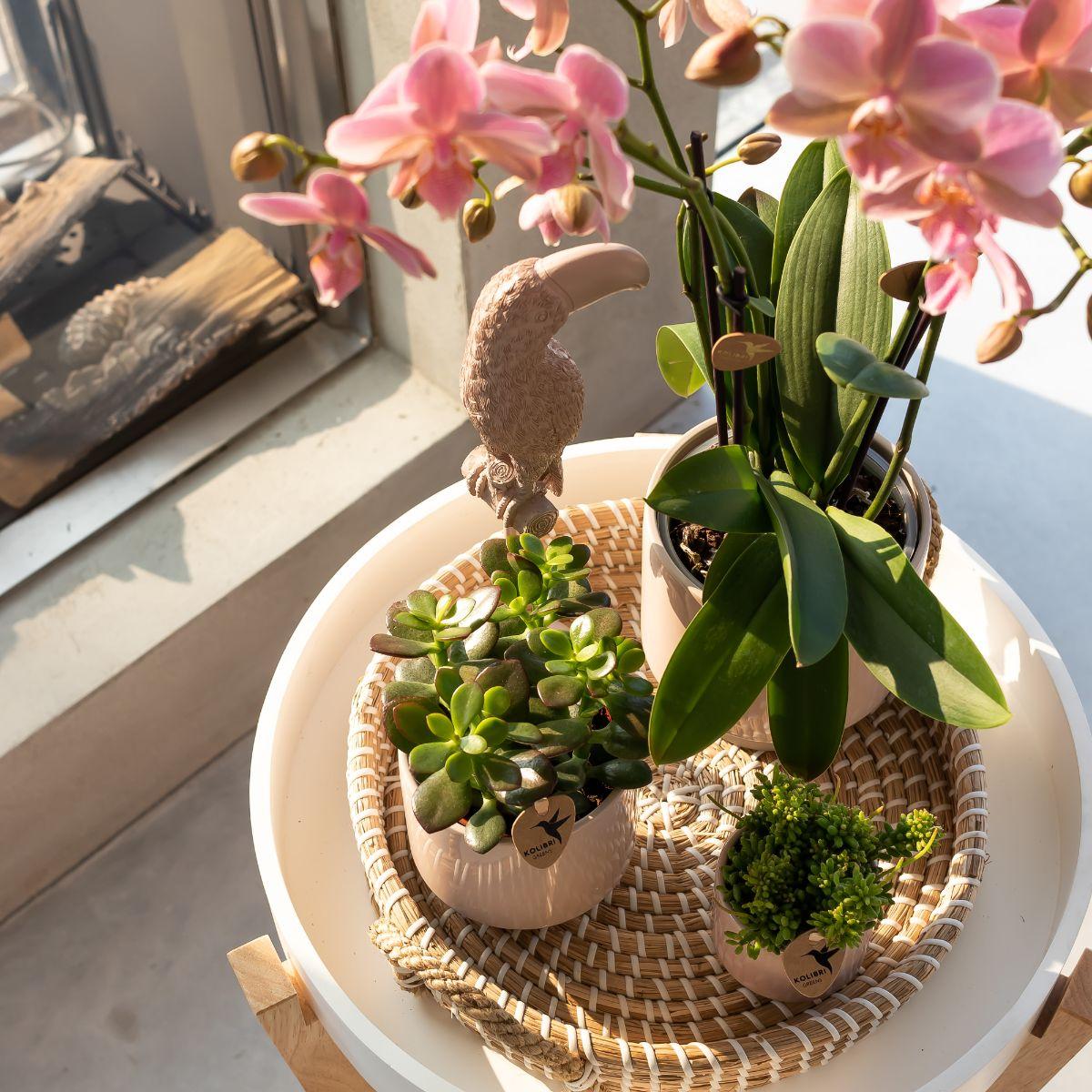 Deko-Skulptur Tukan Nude – Kolibri Home | Pflanzfix24.de - Pflanzfix24.de