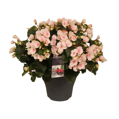 Begonia Betulia''light'' Licht Rose Decorum - Pflanzfix24