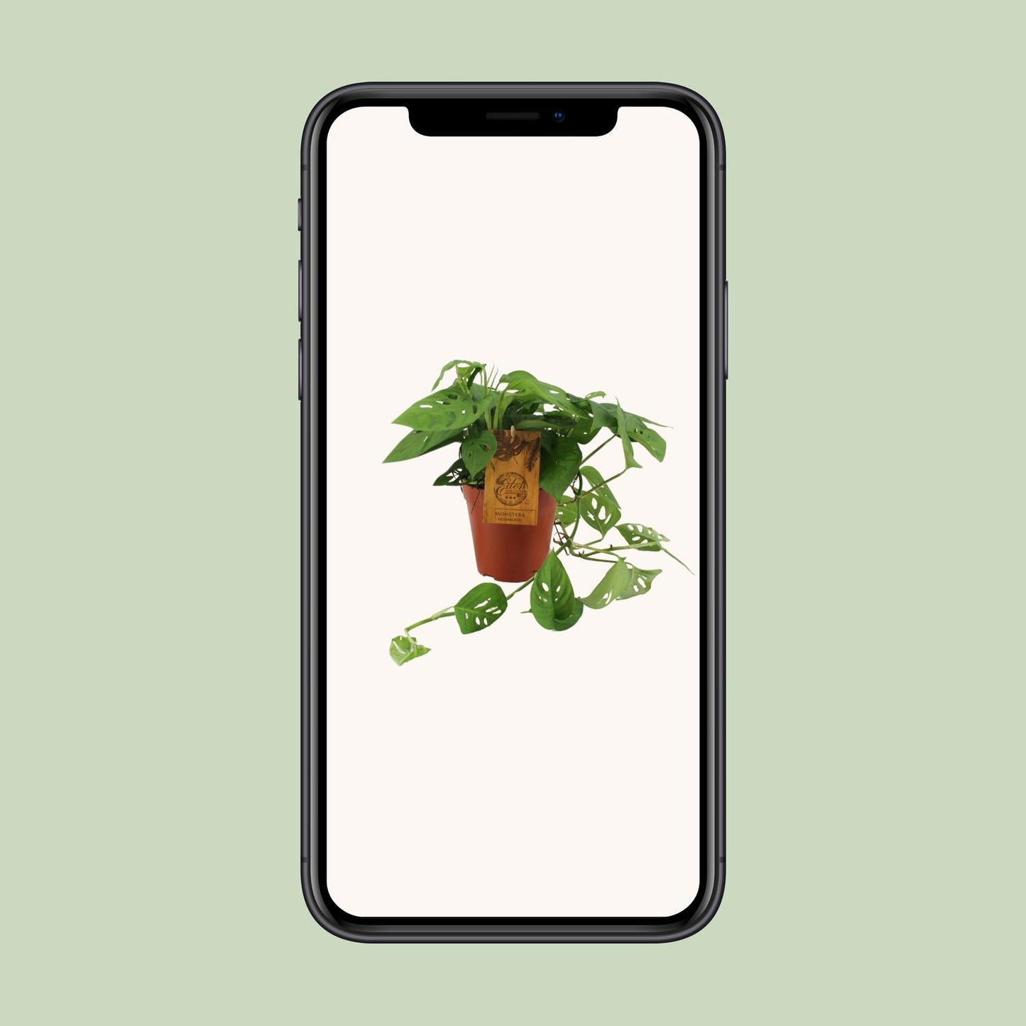 Monstera Adansonii - Ø15cm - ↕40cm - Pflanzfix24