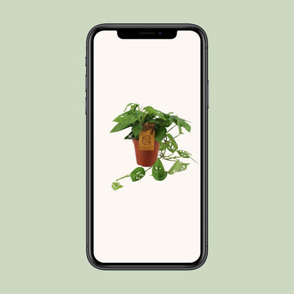 Monstera Adansonii - Ø15cm - ↕40cm - Pflanzfix24