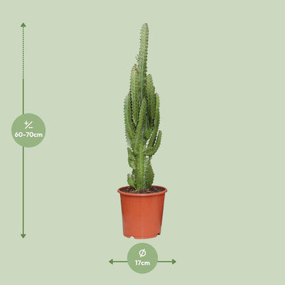 Euphorbia Trigona - Ø17cm - ↕70cm - pflanzfix24