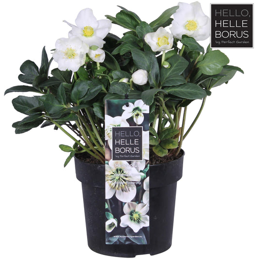 Helleborus Niger 'Christmas Carol' P17 (XL) - Pflanzfix24