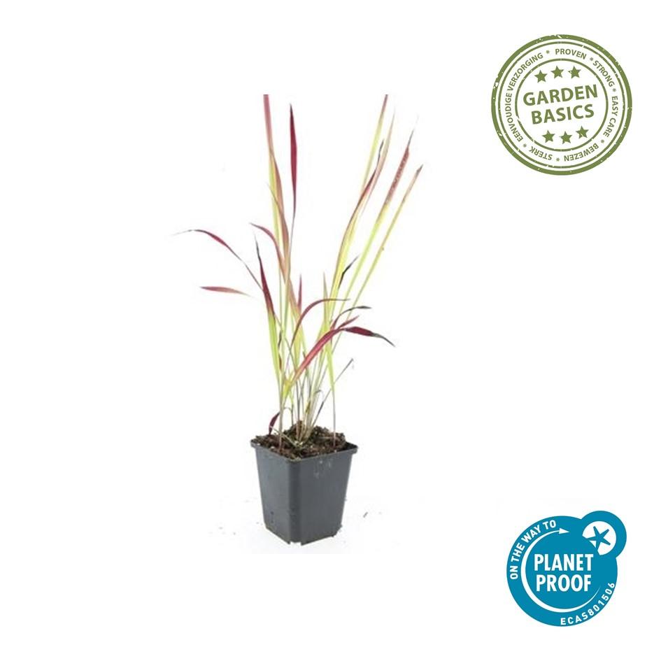 40x Imperata cylindrica 'Red Baron' - ↕10-25cm - Ø9cm