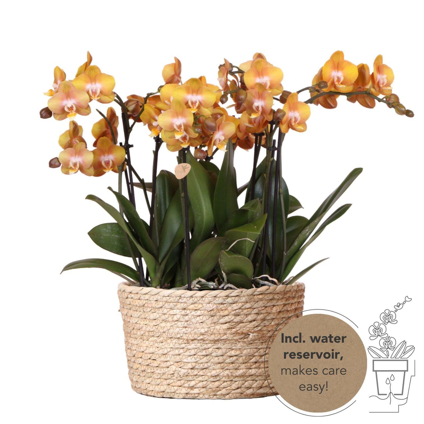 Orchideen-Set Orange im Schilfkorb mit Wassertank 12cm – Pflanzfix24.de - Pflanzfix24.de