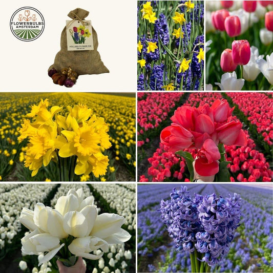 Flowerbulbs Amsterdam - Medium Holland Mix - 50 Blumenzwiebeln - Pflanzfix24