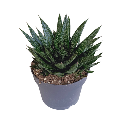 Gasteria 'd Due 17cm - Pflanzfix24.de - Pflanzfix24.de