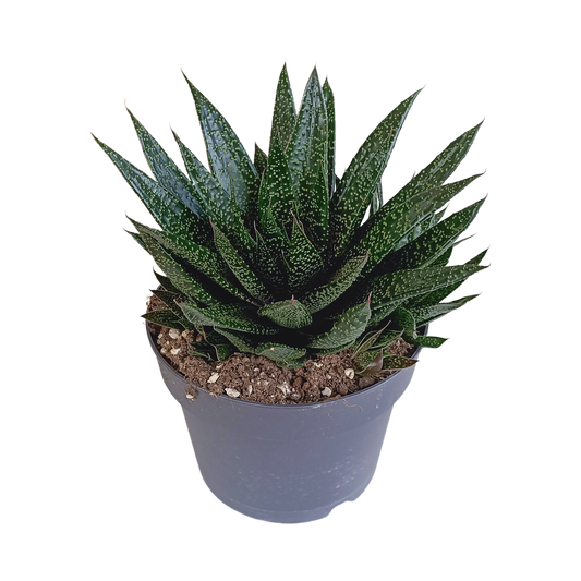Gasteria 'd Due 17cm - Pflanzfix24.de - Pflanzfix24.de