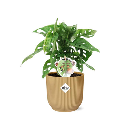 Monstera 'Monkey Leaf' ELHO Fold 14cm gelb | Pflanzfix24