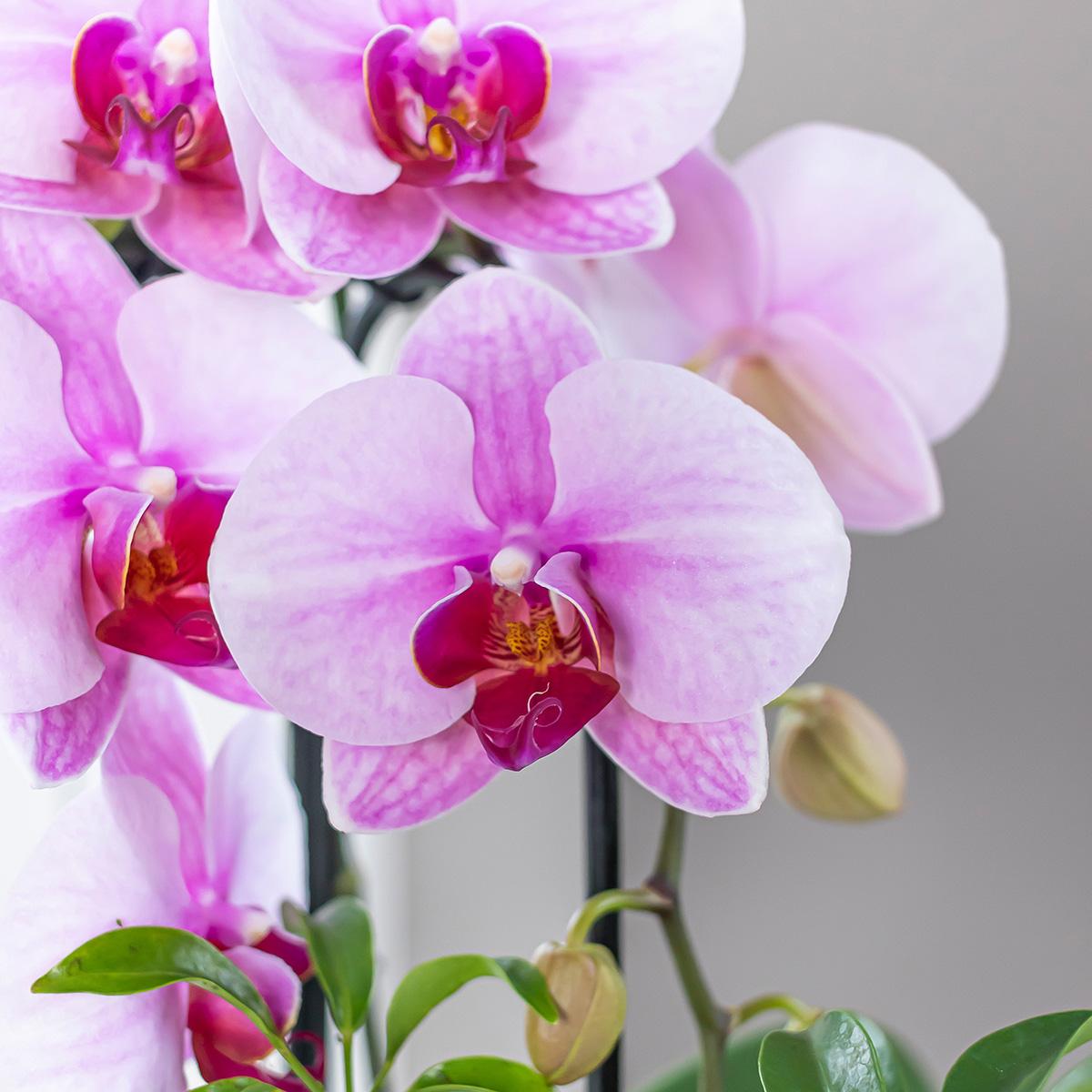 Rosa Orchidee Niagara Fall 9cm – Blühende Zimmerpflanze | Pflanzfix24.de - Pflanzfix24.de